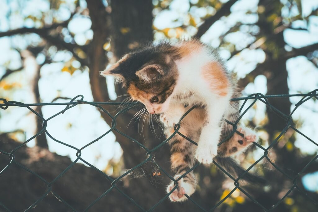 Gatos en adpción Loli
