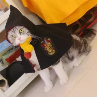 Gato jugando
