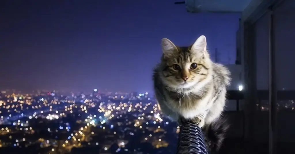 Gato equilibrista