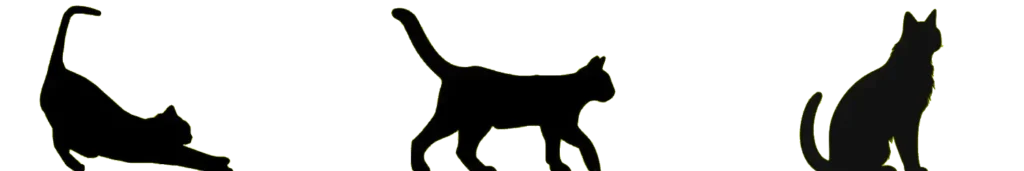 Trio de gatos transparente