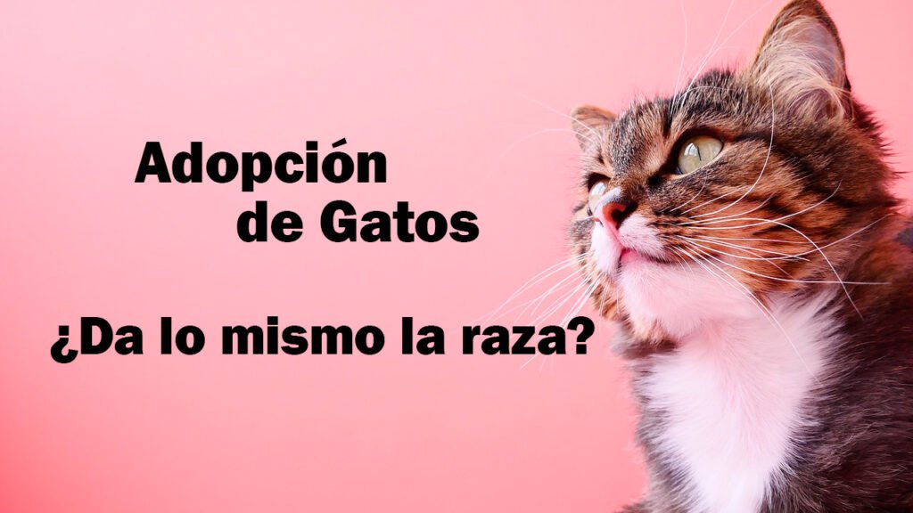 Adopción de Gatos Según la Raza