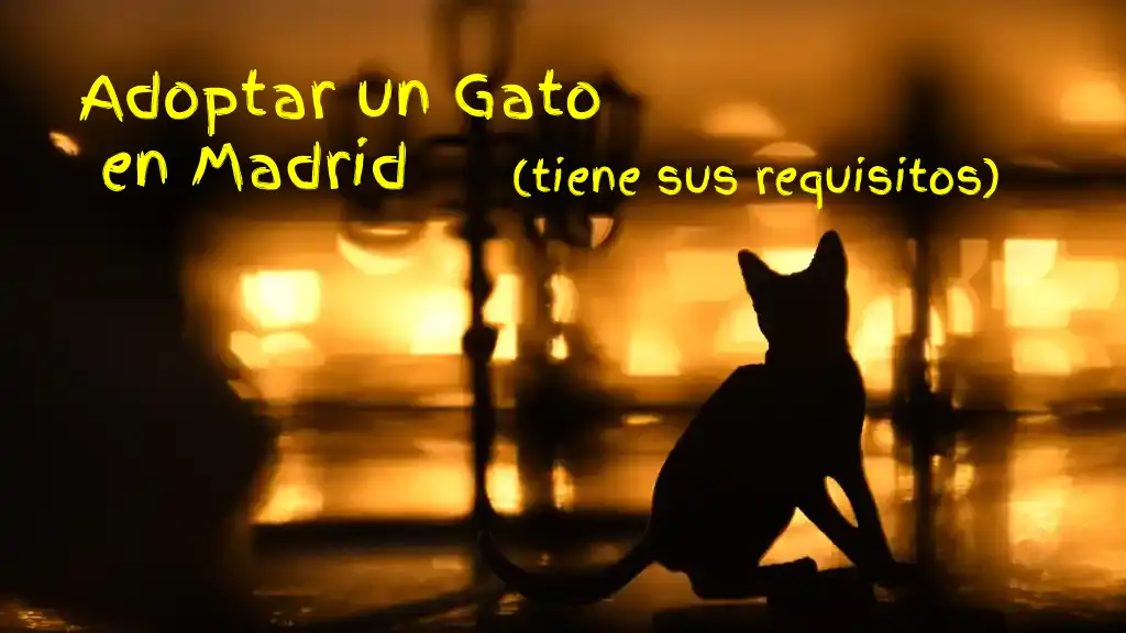Adopción de Gatos link blog