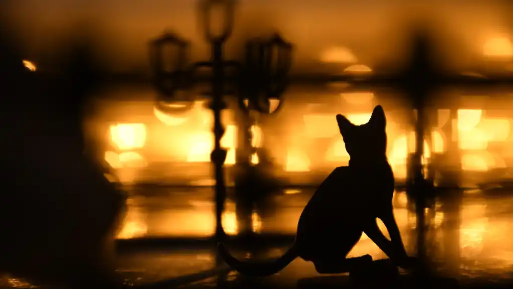 Adoptar un Gato en Madrid faroles