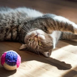 Gato jugando