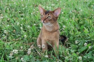 Gatos en adpción Cuki mini