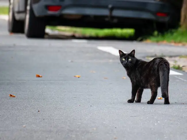 Gato callejero