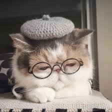 Gato con lentes y gorra