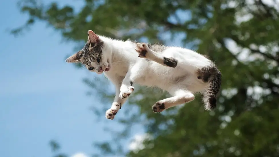 Gato cayendo