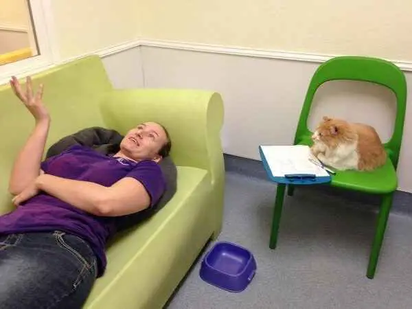Gato psicologo