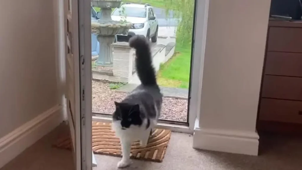 Gato volviendo
