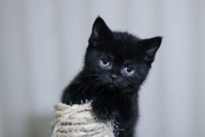 Gatos en adpción Lucky mini