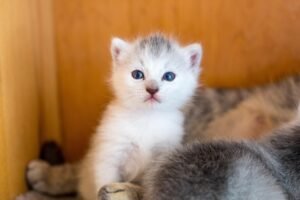 Gatos en adpción Luli mini