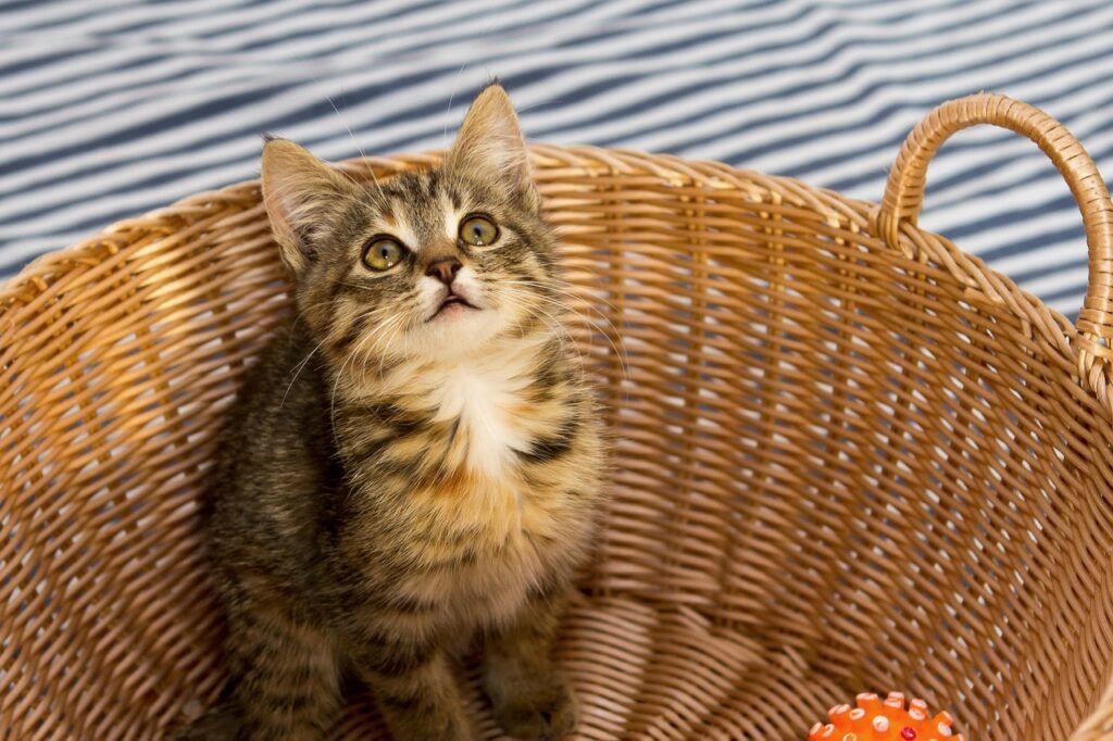 Gatos en adopción Mariana
