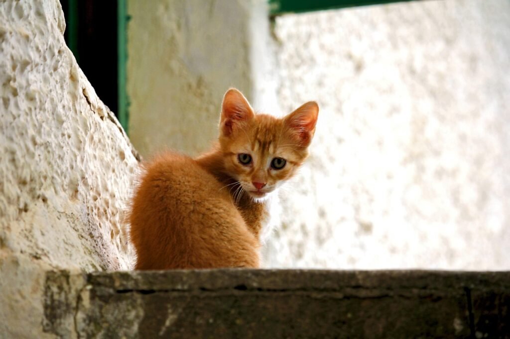 Gatos en adopción Pelu