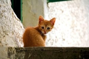 Gatos en adpción Pelu mini