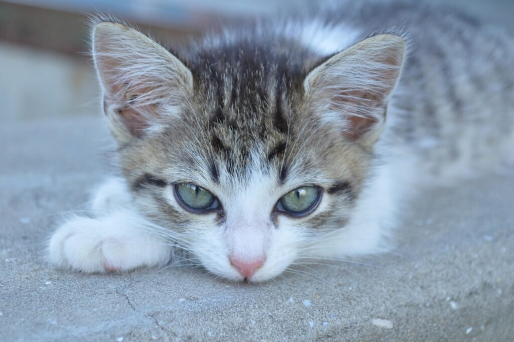 Gatos en adopción Peter