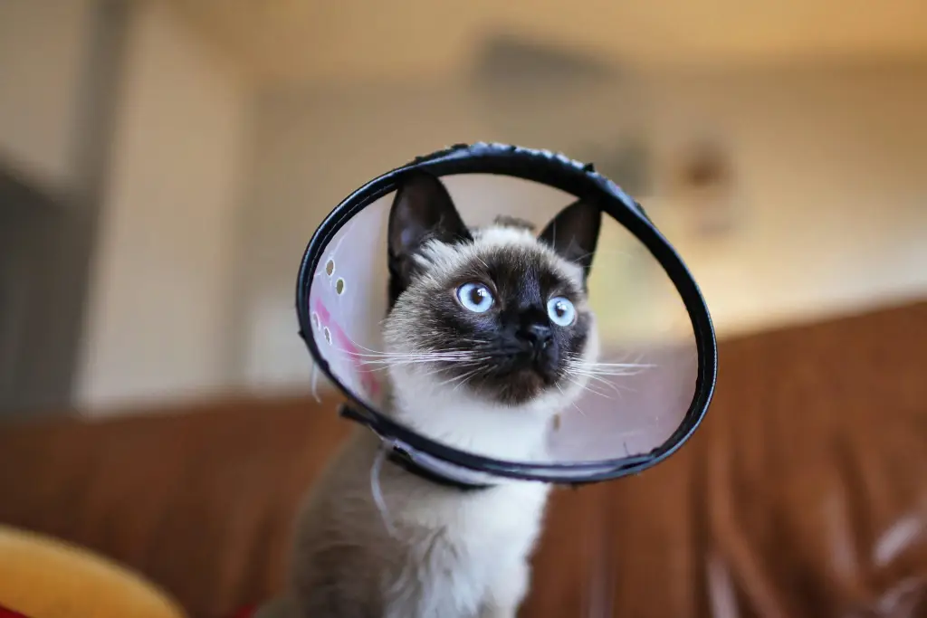 Gato con Protector