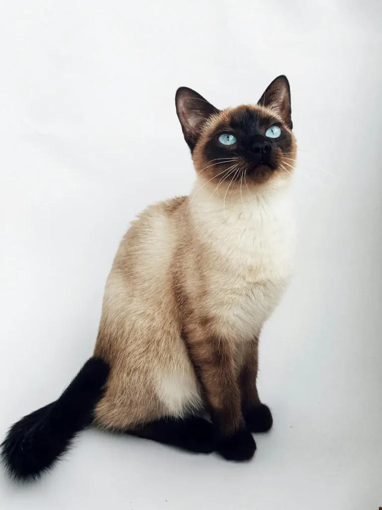 Adoptar un Gato Siamés hermoso