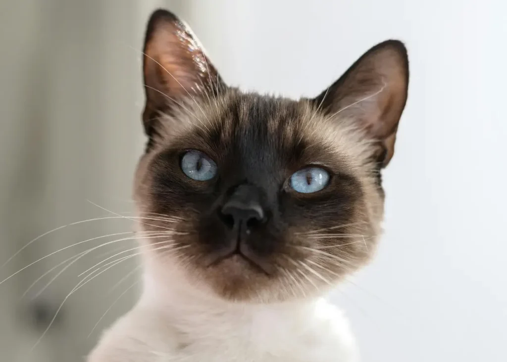 Foto principal de Adoptar un Gato Siamés