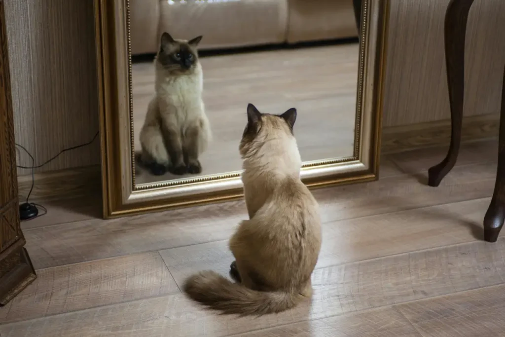 Gato Siamés Inteligente