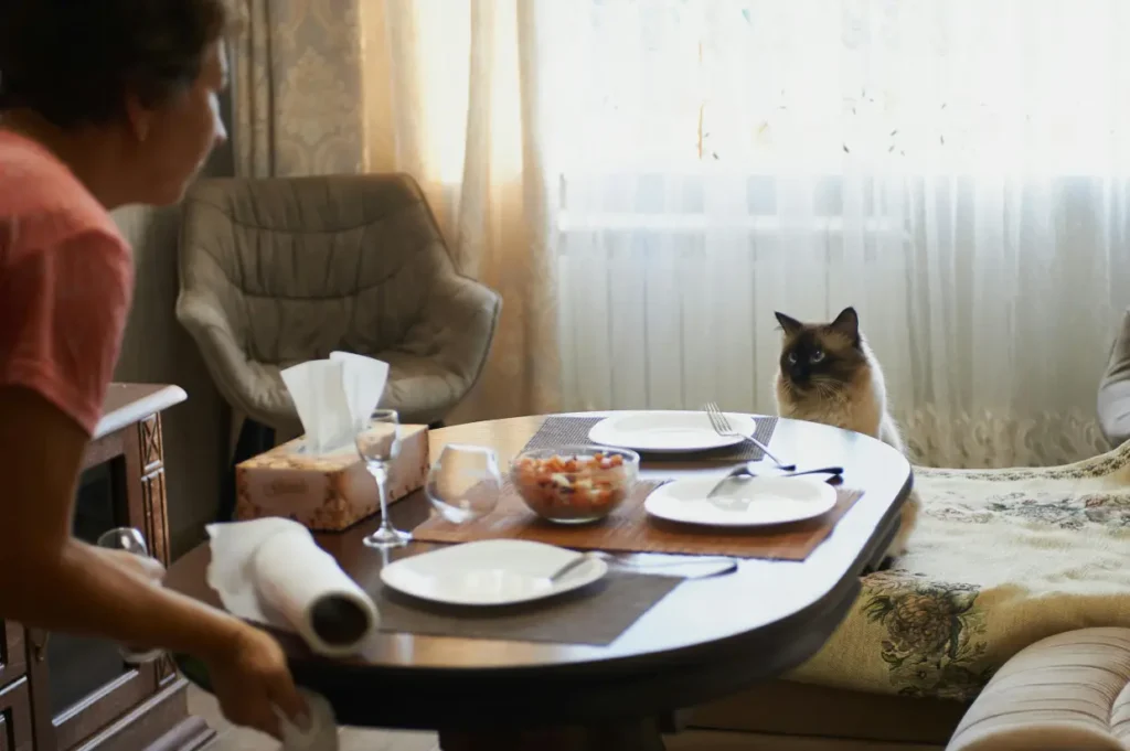 Adoptar un Gato Siamés por sociabilidad