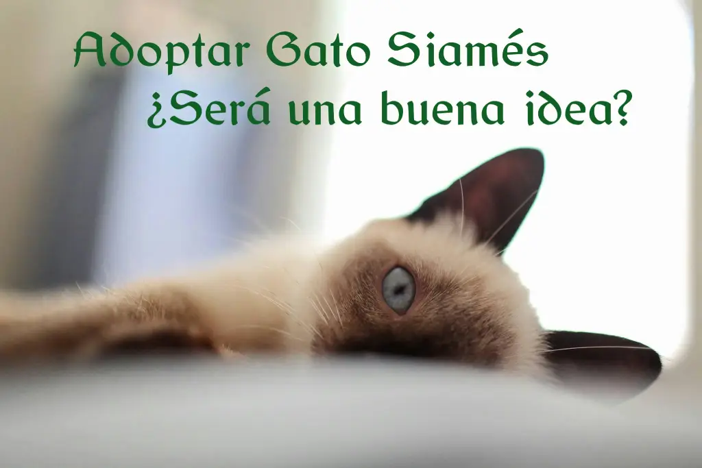 Gato siamés será una buena idea